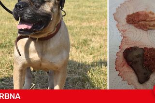 Fenka v olomouckém útulku bojuje o život. Cizí člověk hodil maso přes plot